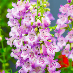 Пенстемон Cha Cha Lavender