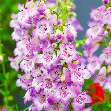 Пенстемон Cha Cha Lavender