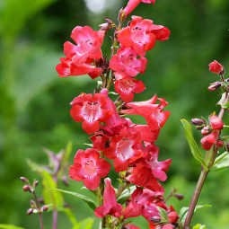 Пенстемон Cherry Sparks