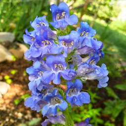 Пенстемон Electric Blue