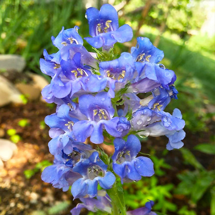 Пенстемон Electric Blue