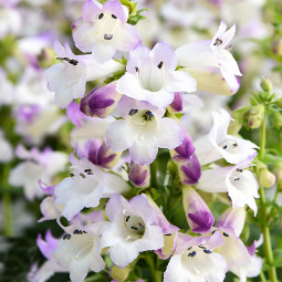Пенстемон Harlequin Lilac