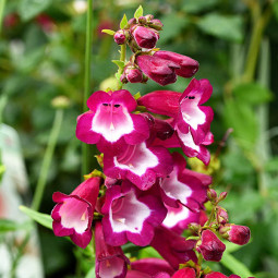Пенстемон Phoenix Magenta