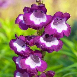 Пенстемон Phoenix Violet