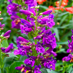 Пенстемон Pristine Lilac Purple