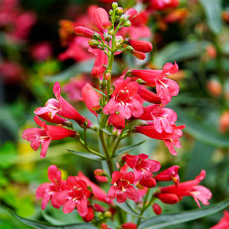 Пенстемон Pristine Scarlet