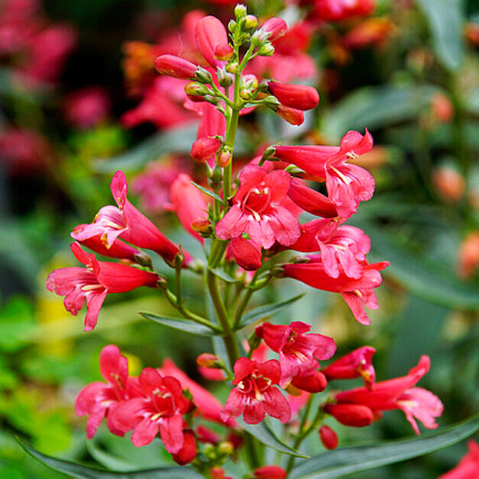 Пенстемон Pristine Scarlet