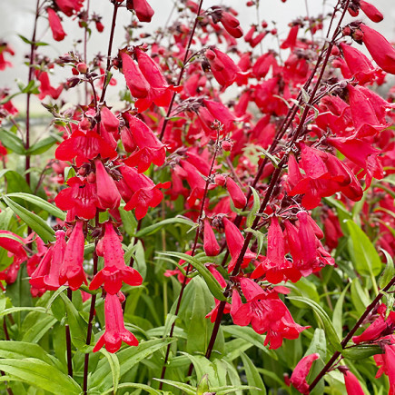 Пенстемон Windsor Red