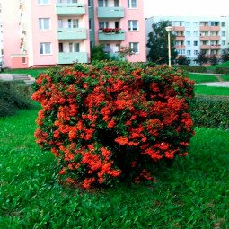Піраканта Red Column Піраканта Red Column