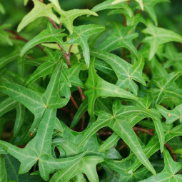 Плющ звичайний Sagittifolia контейнер 0.5 л Плющ звичайний Sagittifolia контейнер 0.5 л