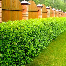 Пухироплідник головчастий Tilden Park (Тільден Парк) контейнер 2.0 л Пухироплідник головчастий Tilden Park (Тільден Парк) контейнер 2.0 л