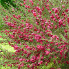 Рокитник Boskoоp Ruby