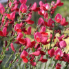 Рокитник Boskoоp Ruby