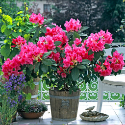 Рододендрон Anna Rose Whitney (контейнер 5 л) Рододендрон Anna Rose Whitney (контейнер 5 л)
