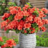 Рододендрон Geisha Orange контейнер 1 л