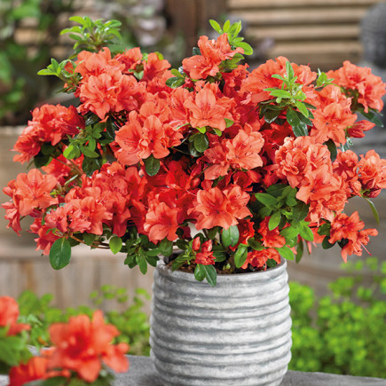 Рододендрон Geisha Orange контейнер 0.5 л