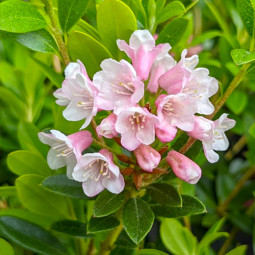Рододендрон Bloombux