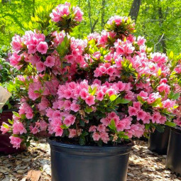 Рододендрон Coral Bells