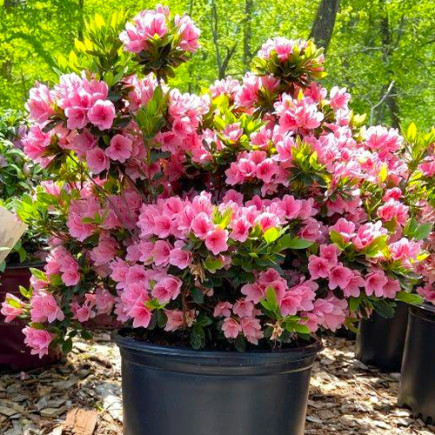 Рододендрон Coral Bells
