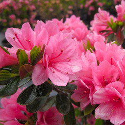 Рододендрон Coral Bells