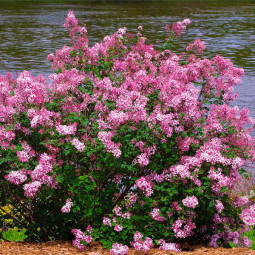 Бузок Пінк Парфюм (Pink Perfume)