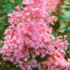 Бузок Пінк Парфюм (Pink Perfume)