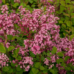 Бузок Пінк Парфюм (Pink Perfume)