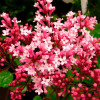 Бузок Пінк Парфюм (Pink Perfume)