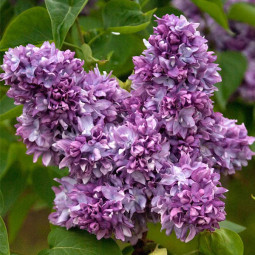 Бузок Професор Хозер