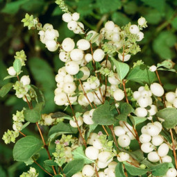 Сніжноягідник білий (Symphoricarpos albus) контейнер 0.5 л Сніжноягідник білий (Symphoricarpos albus) контейнер 0.5 л