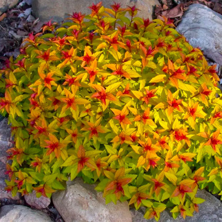Спірея japonica Golden Carpet