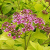 Спірея japonica Goldmound контейнер 0.5 л