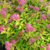 Спірея japonica Goldmound контейнер 0.5 л
