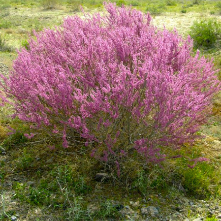 Тамарикс рыхлый (Tamarix laxa)