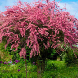 Тамарикс галузистий (Tamarix ramosissima) Rubra контейнер 0.5 л Тамарикс галузистий (Tamarix ramosissima) Rubra контейнер 0.5 л