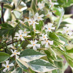 Трахелоспермум Variegata