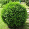 Туя Globosa Aurea (Глобоза Ауреа) контейнер 0.5 л