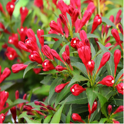Вейгела All Summer Red