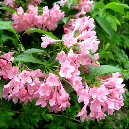 Вейгела Pink Princess