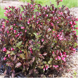 Вейгела Tango