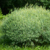 Верба purpurea Nana