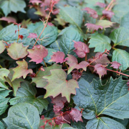 Виноград дівочий тризагострений Purpurea