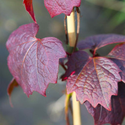 Виноград дівочий тризагострений Purpurea
