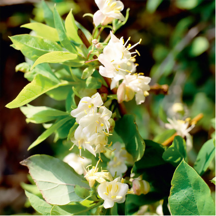 Жимолость Fragrantissima