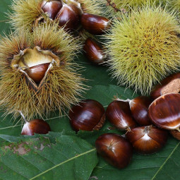 Каштан їстівний (Castanea sativa)