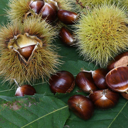 Каштан їстівний (Castanea sativa)