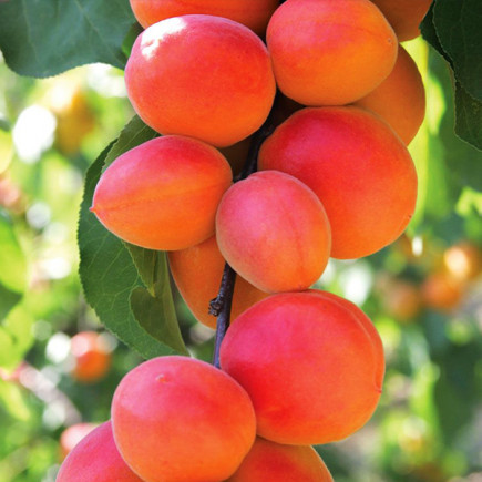 Абрикос Ерлі Ред Оранж