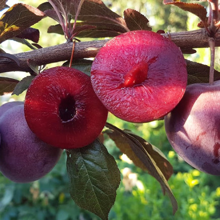 Алича червонолиста Лихни