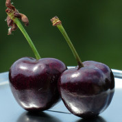 Черешня чорна