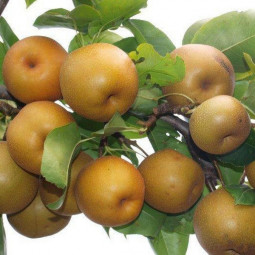 Груша Коко Суї Груша Коко Суї